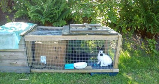 Kaniner i trädgården